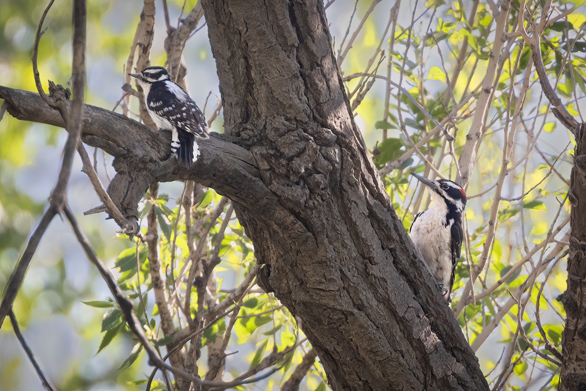 Hairy Woodpecker - Gary Witt