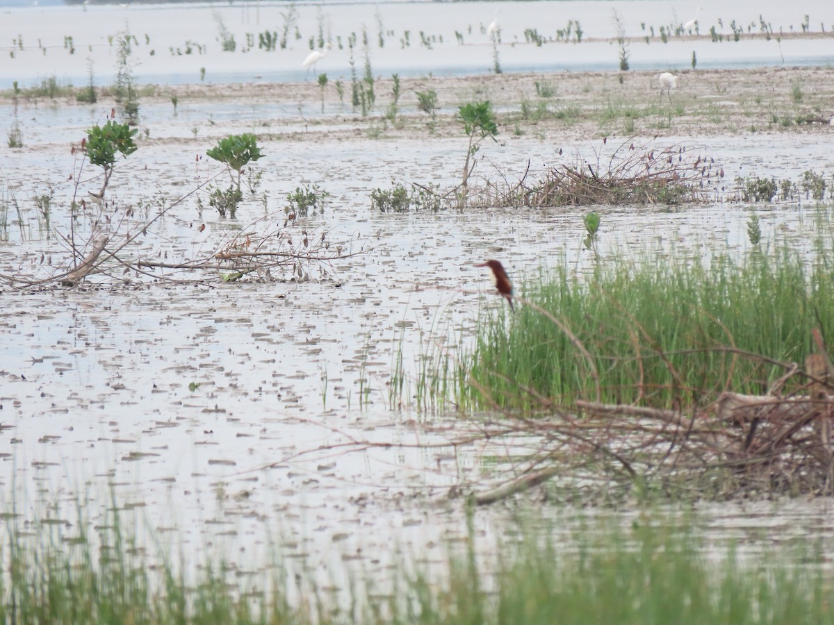 White-throated Kingfisher - ML450783251