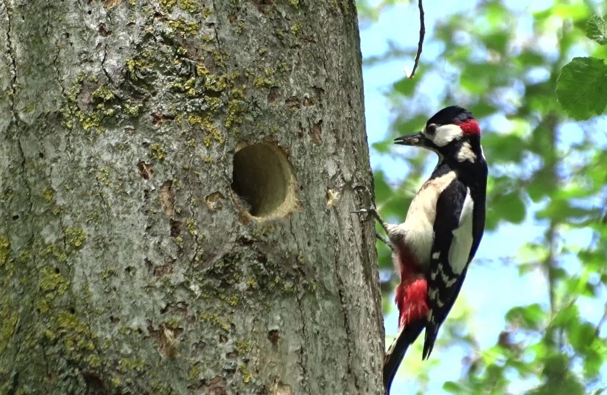 Great Spotted Woodpecker - ML450784491