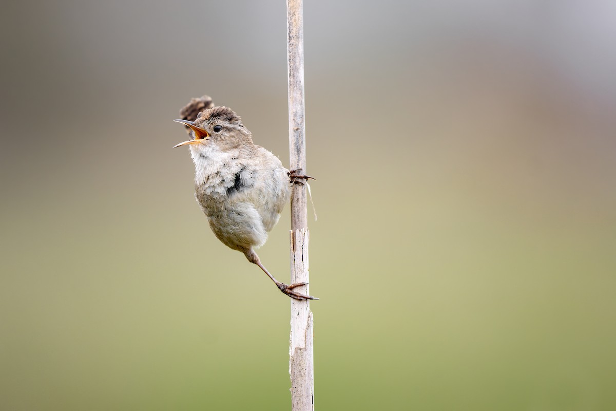 Marsh Wren - Frédérick Lelièvre