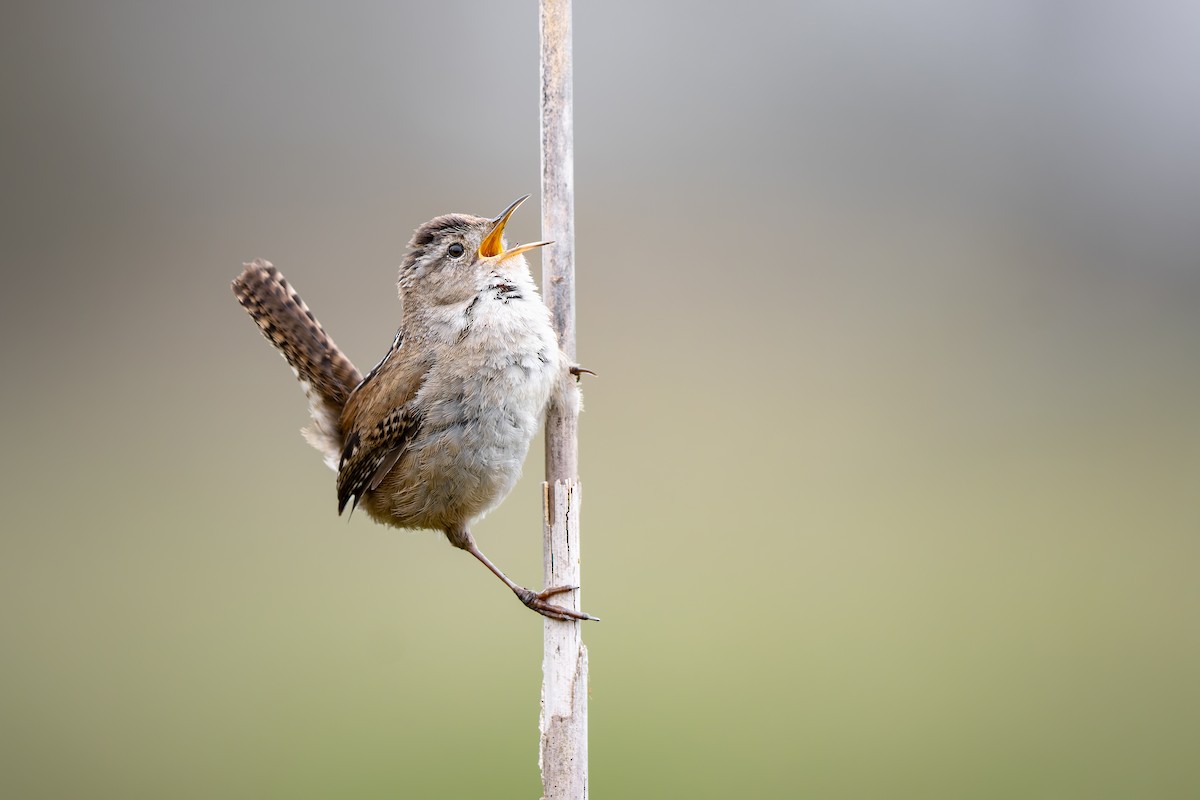 Marsh Wren - Frédérick Lelièvre