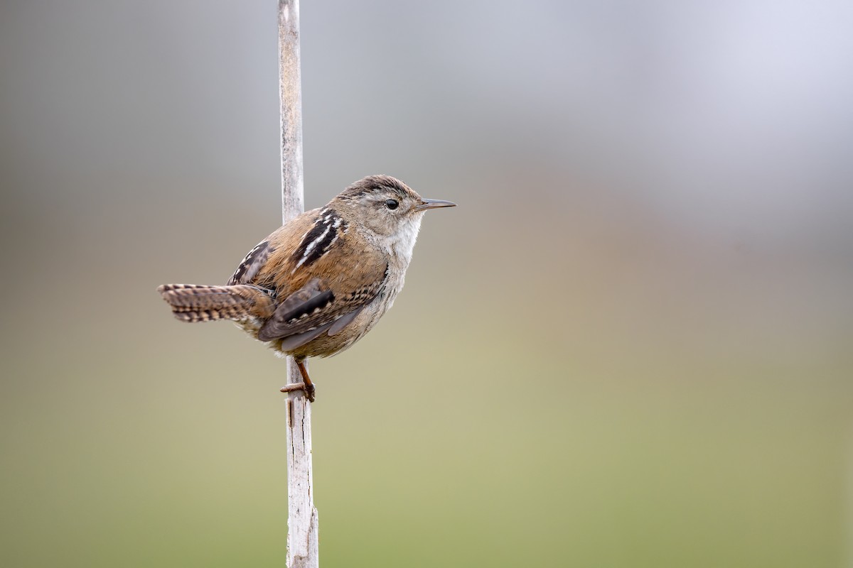 Marsh Wren - Frédérick Lelièvre