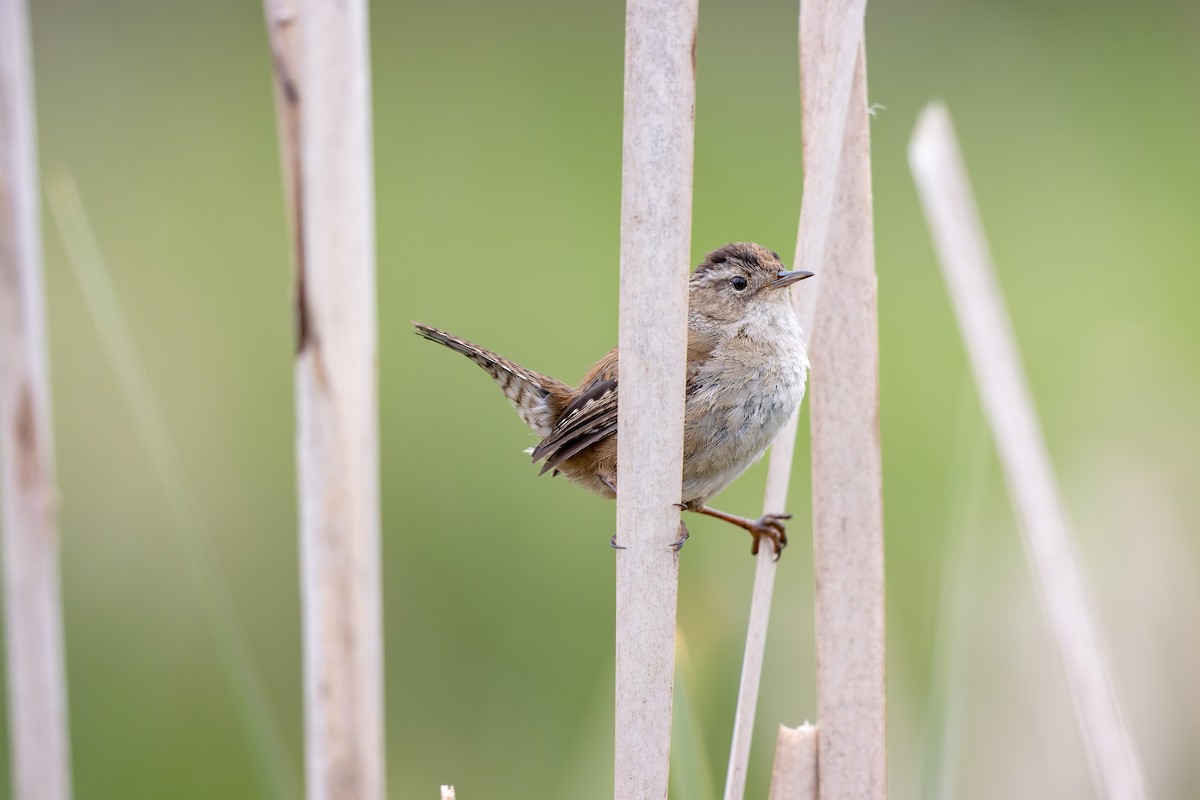 Marsh Wren - Frédérick Lelièvre