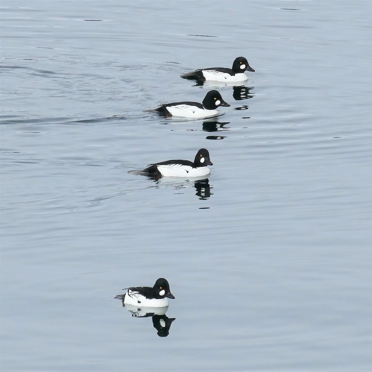 Common Goldeneye - ML450785211