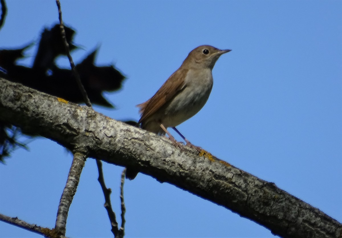 Common Nightingale - ML450785271