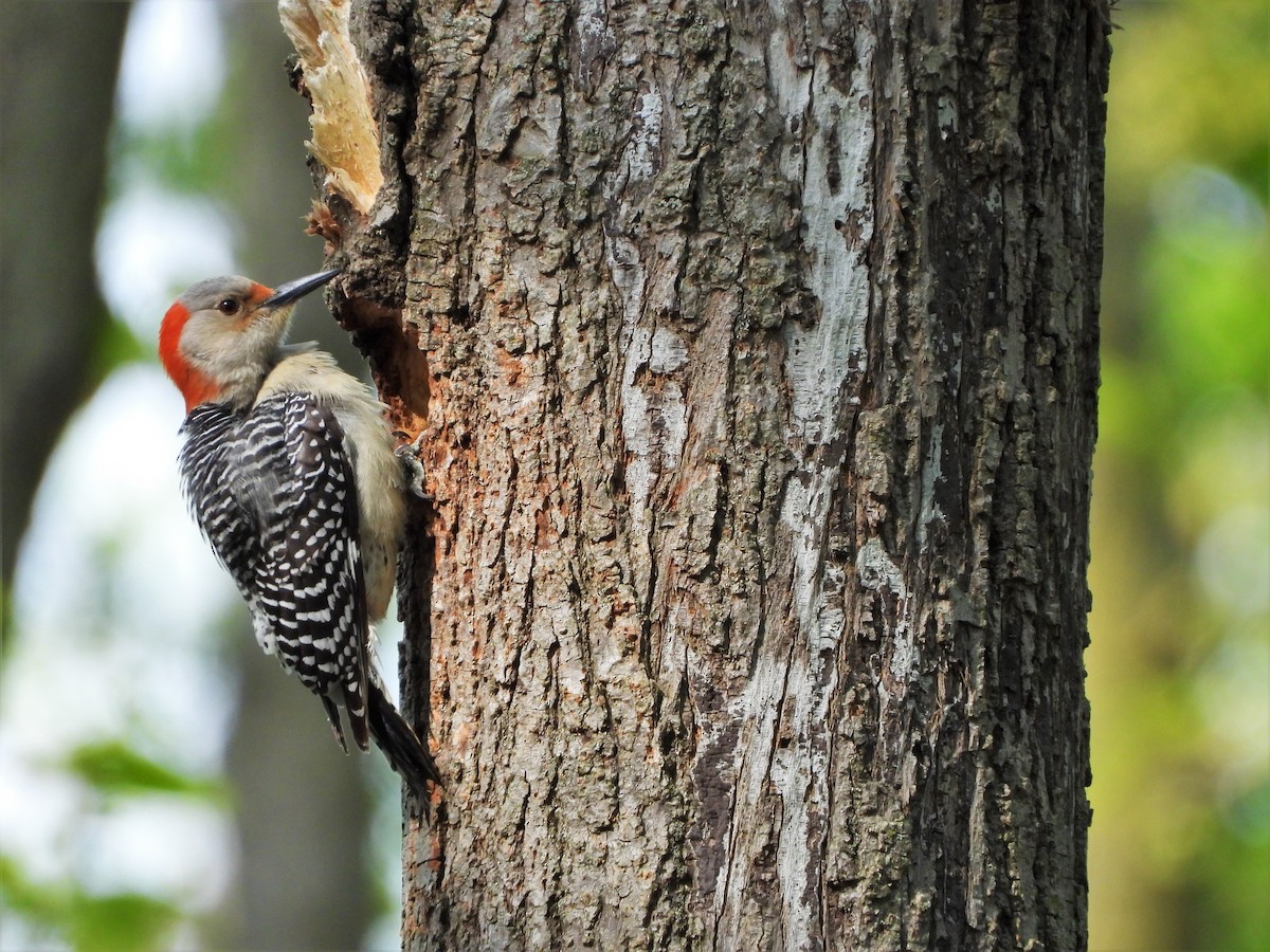 Red-bellied Woodpecker - ML450785461
