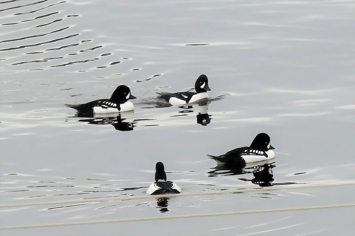 Common/Barrow's Goldeneye - ML450786691