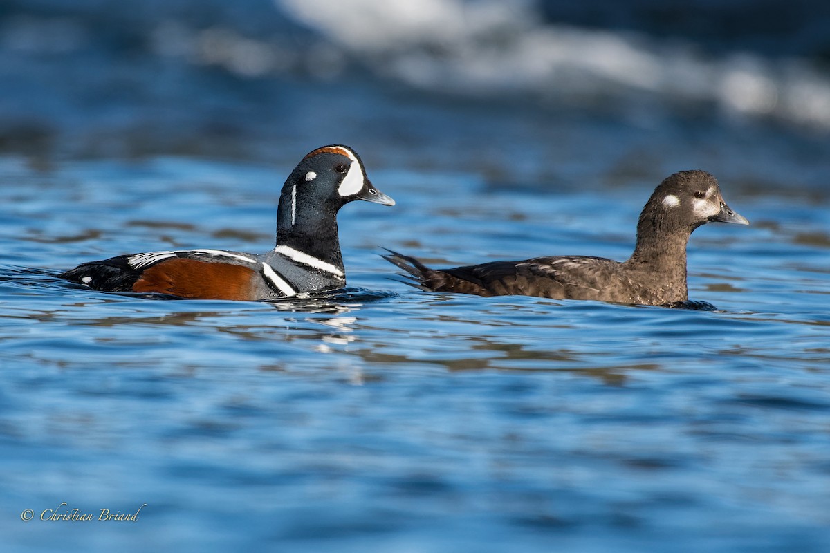 Harlequin Duck - Christian Briand