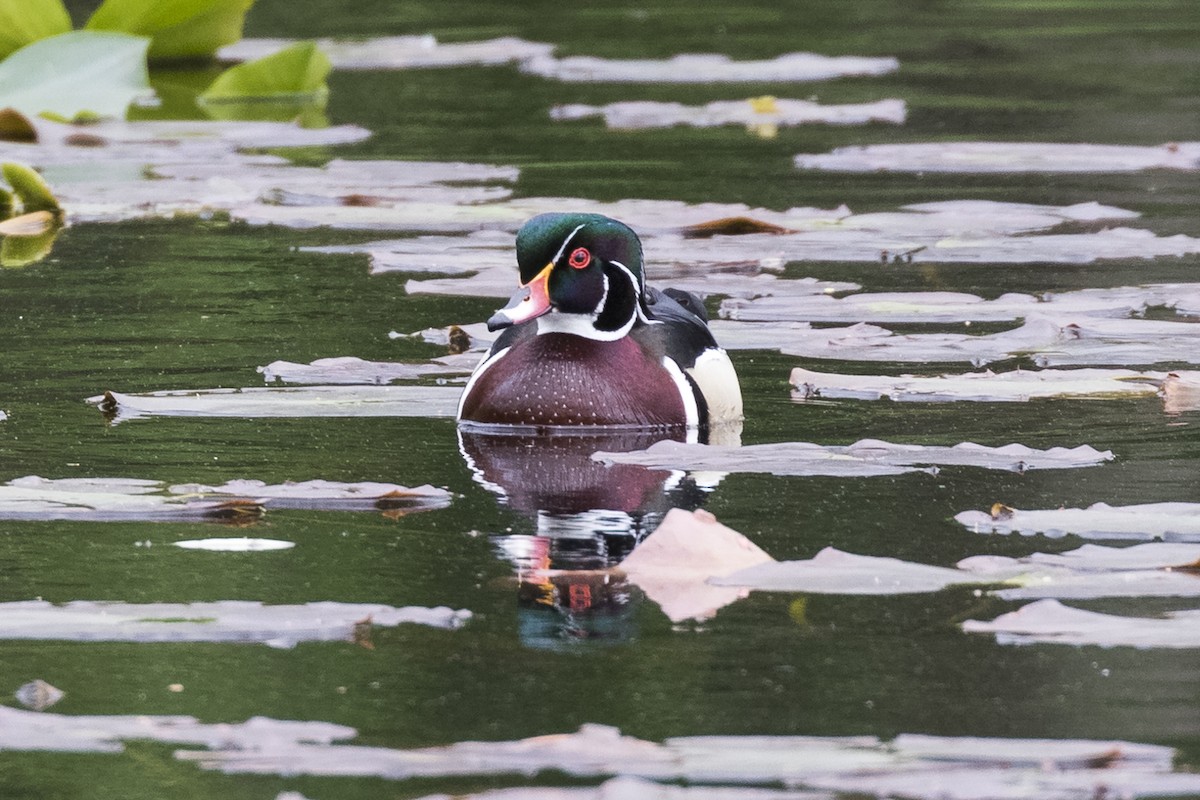 Wood Duck - Anthony Gliozzo