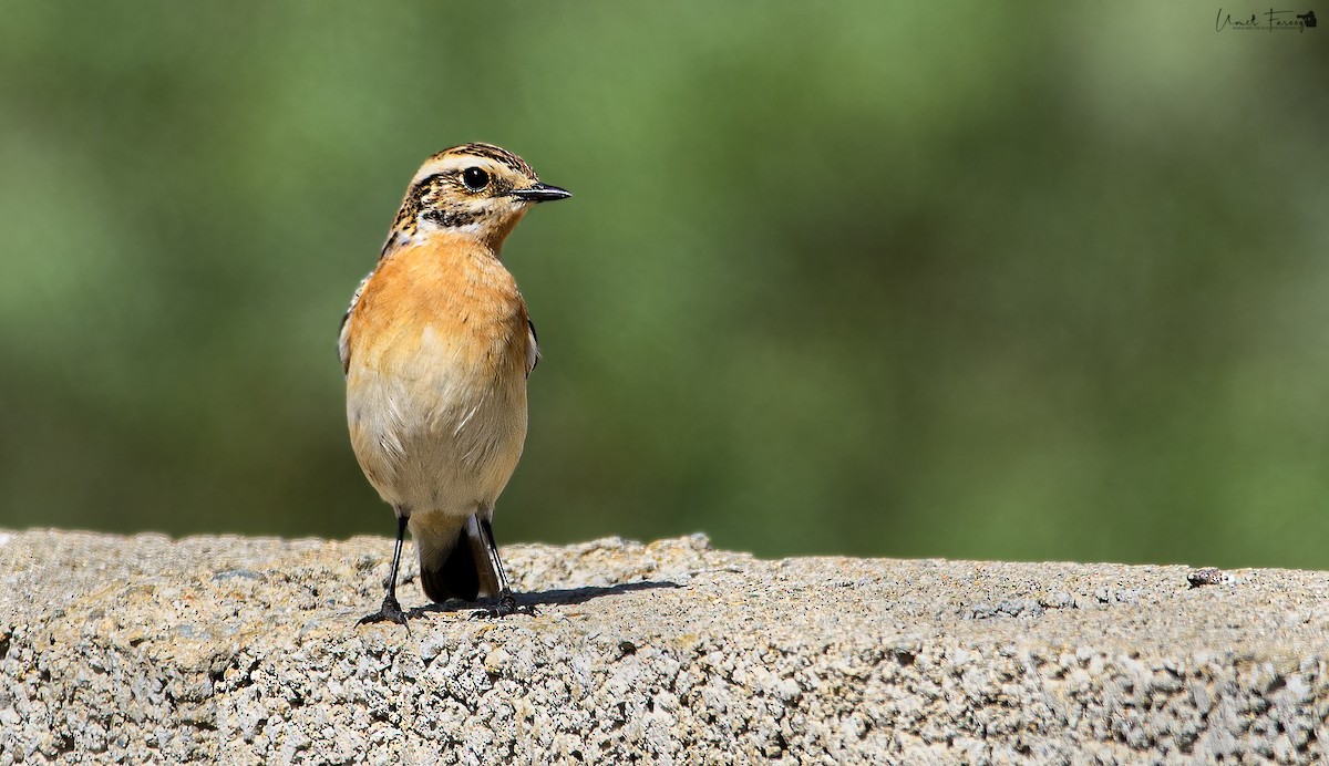 Whinchat - ML450787791