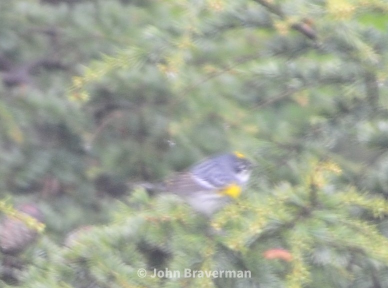 Yellow-rumped Warbler - ML450787961