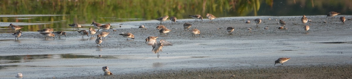 Semipalmated Sandpiper - ML450788531