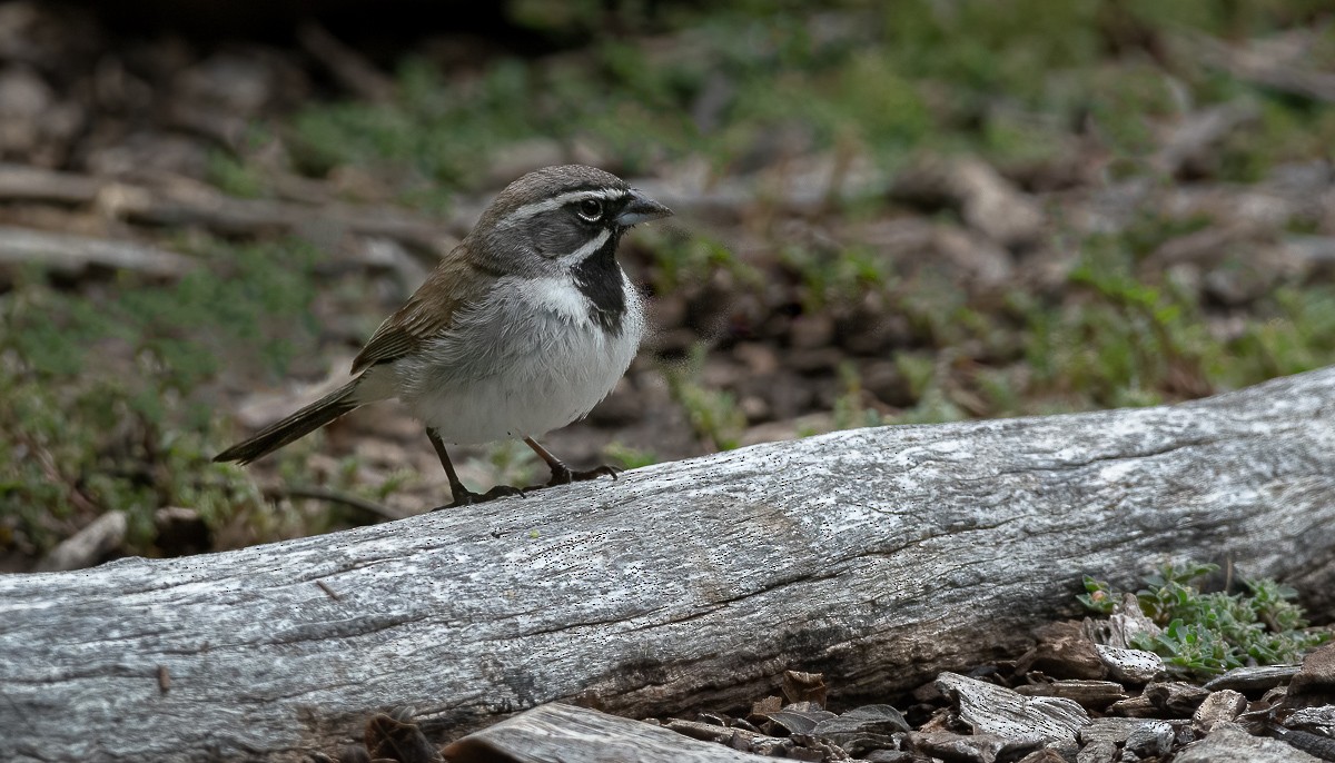 Black-throated Sparrow - Stephen Stanton