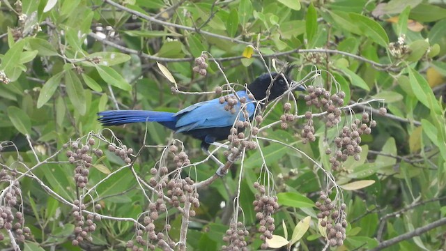 San Blas Jay - ML450788751