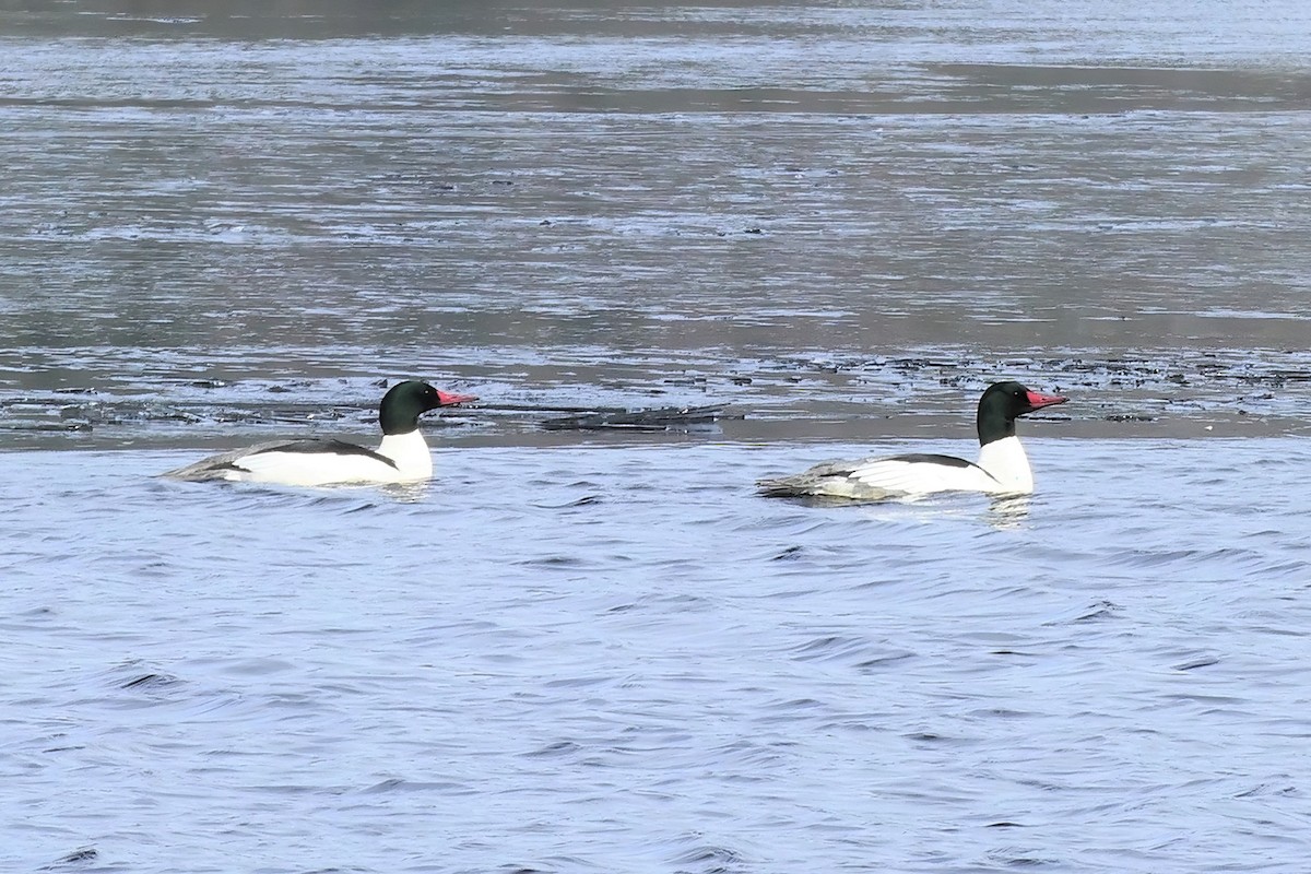 Common Merganser - Keith  Manning