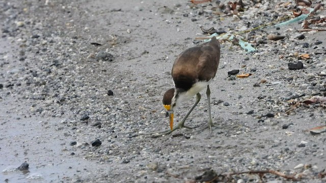 Northern Jacana - ML450790301