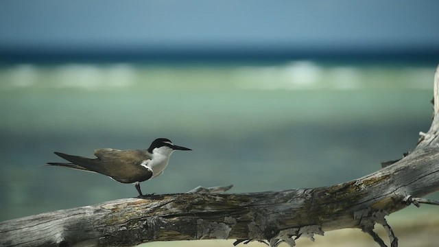 Bridled Tern - ML450790671