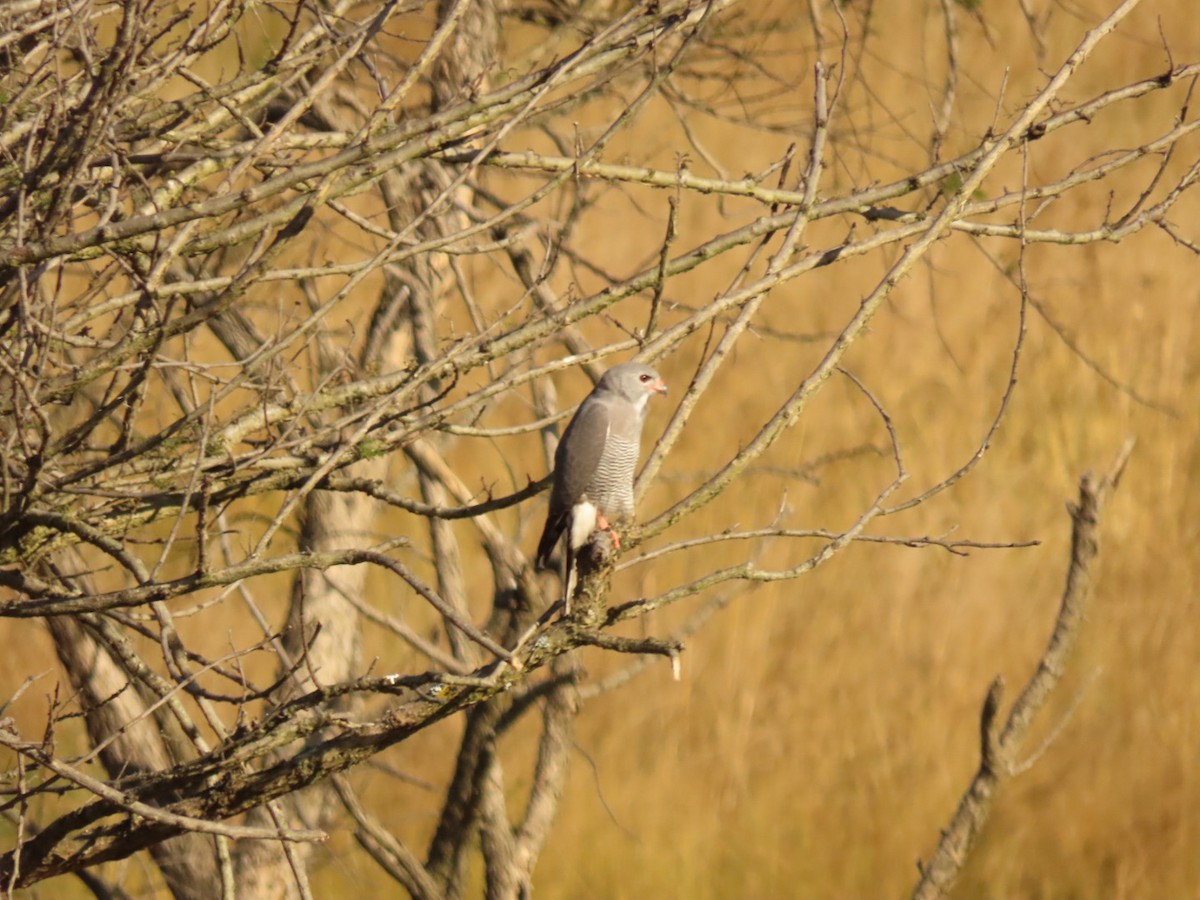 Lizard Buzzard - ML450790831