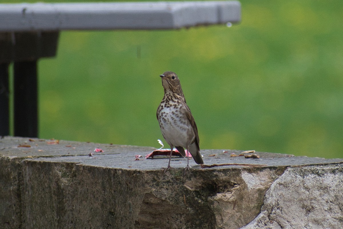 Swainson's Thrush - ML450790911