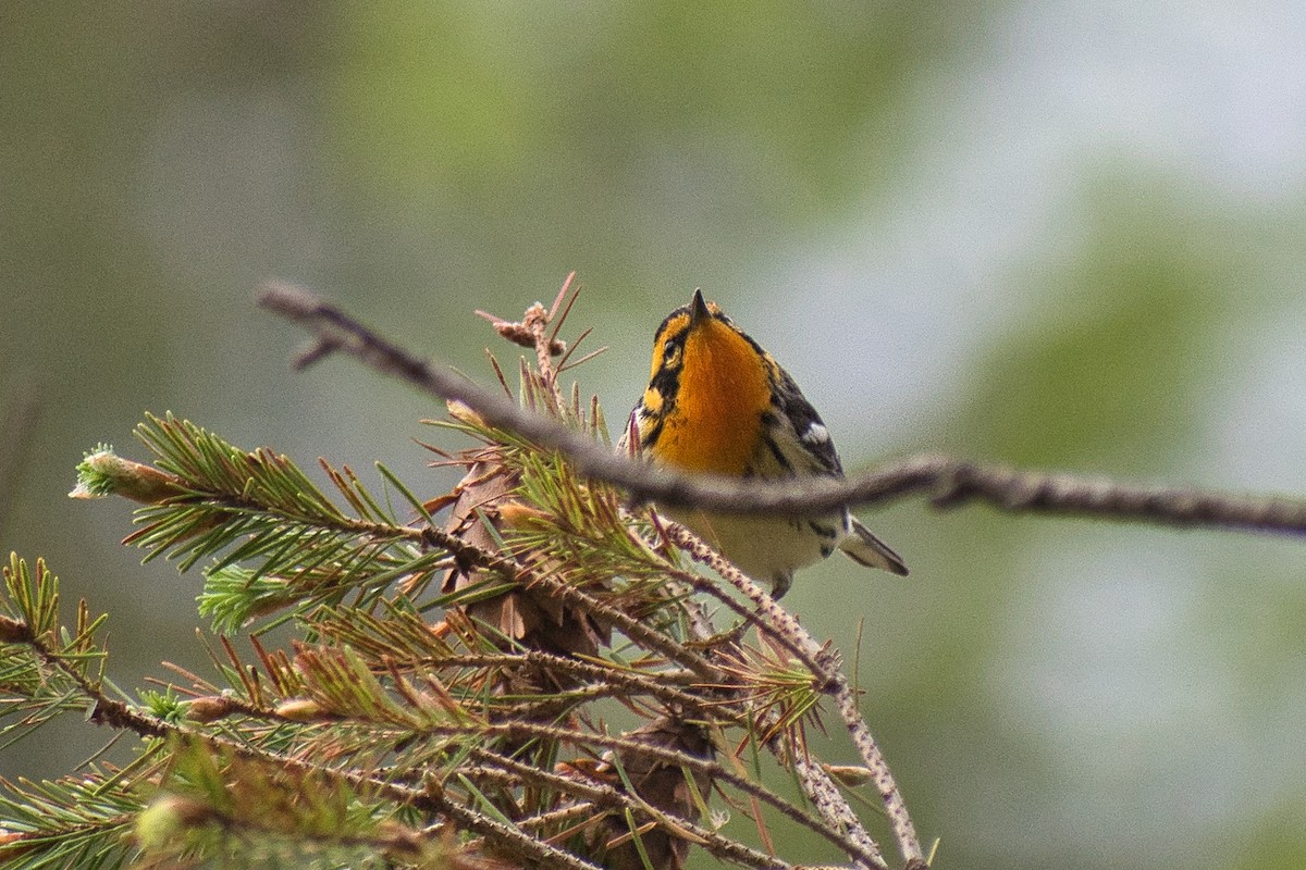 Blackburnian Warbler - ML450791471