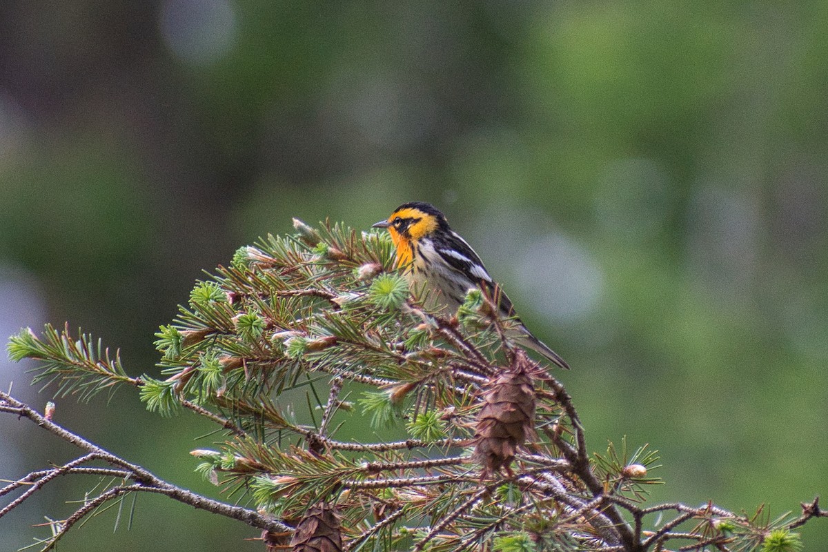 Blackburnian Warbler - ML450791481