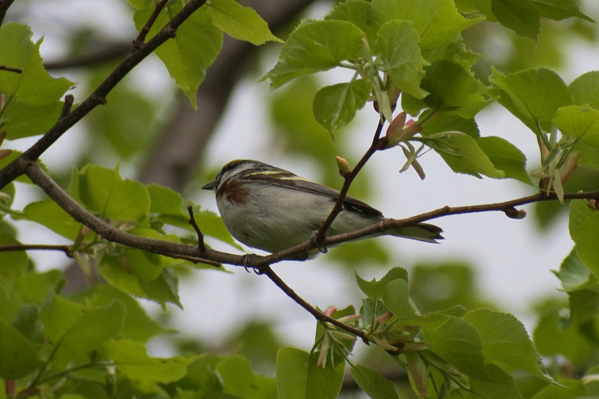 Chestnut-sided Warbler - ML450791501