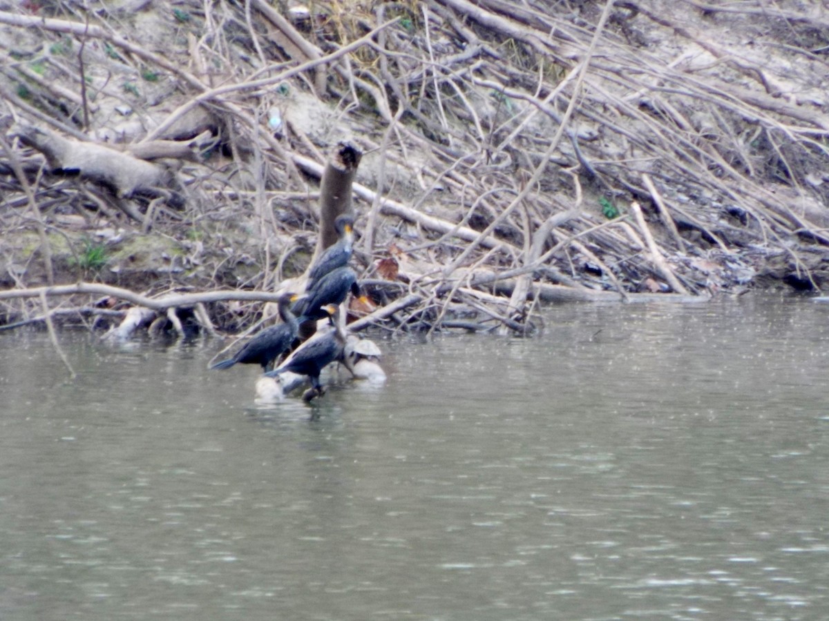 Neotropic Cormorant - Laurie Byrd