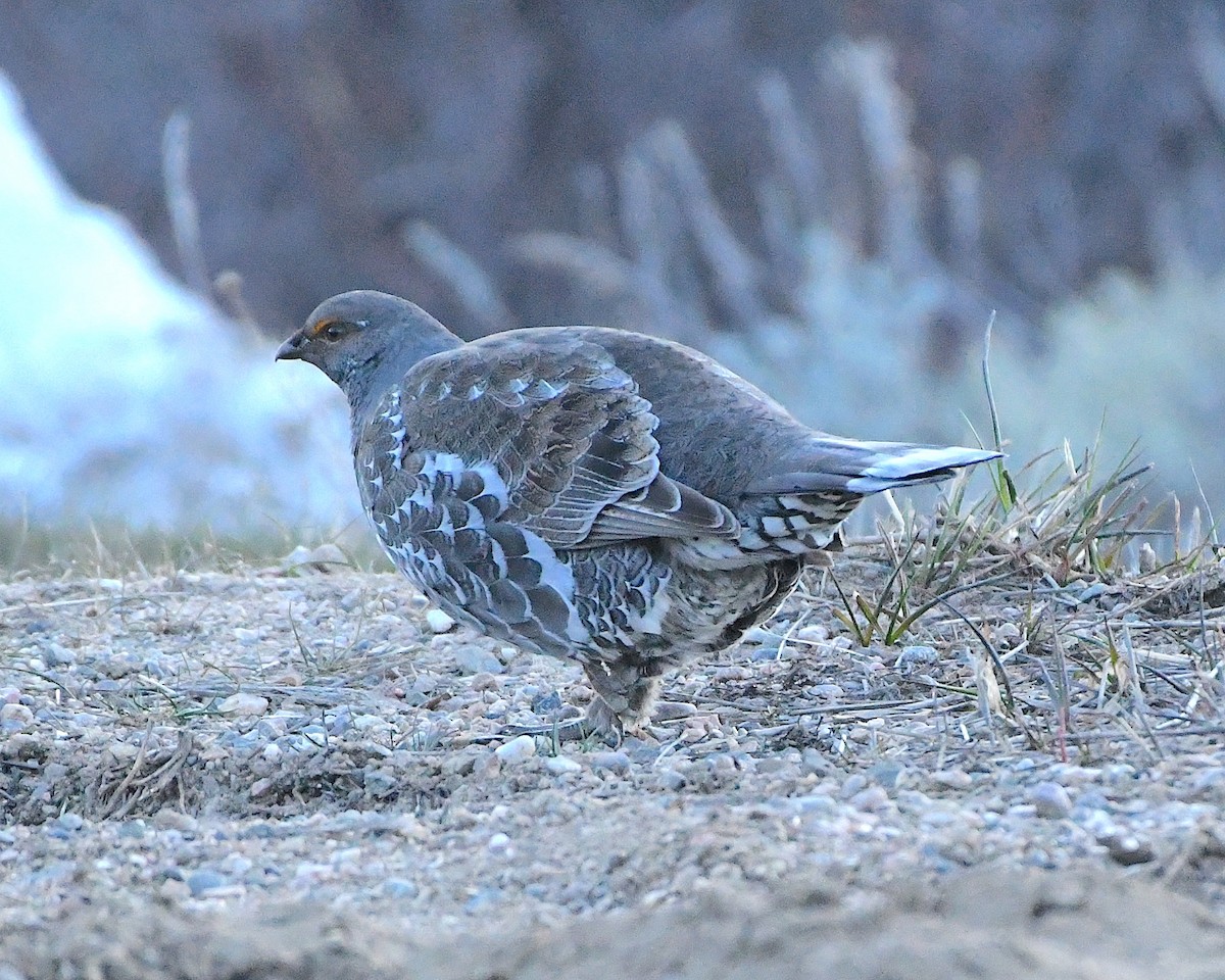 Dusky Grouse - ML450791571