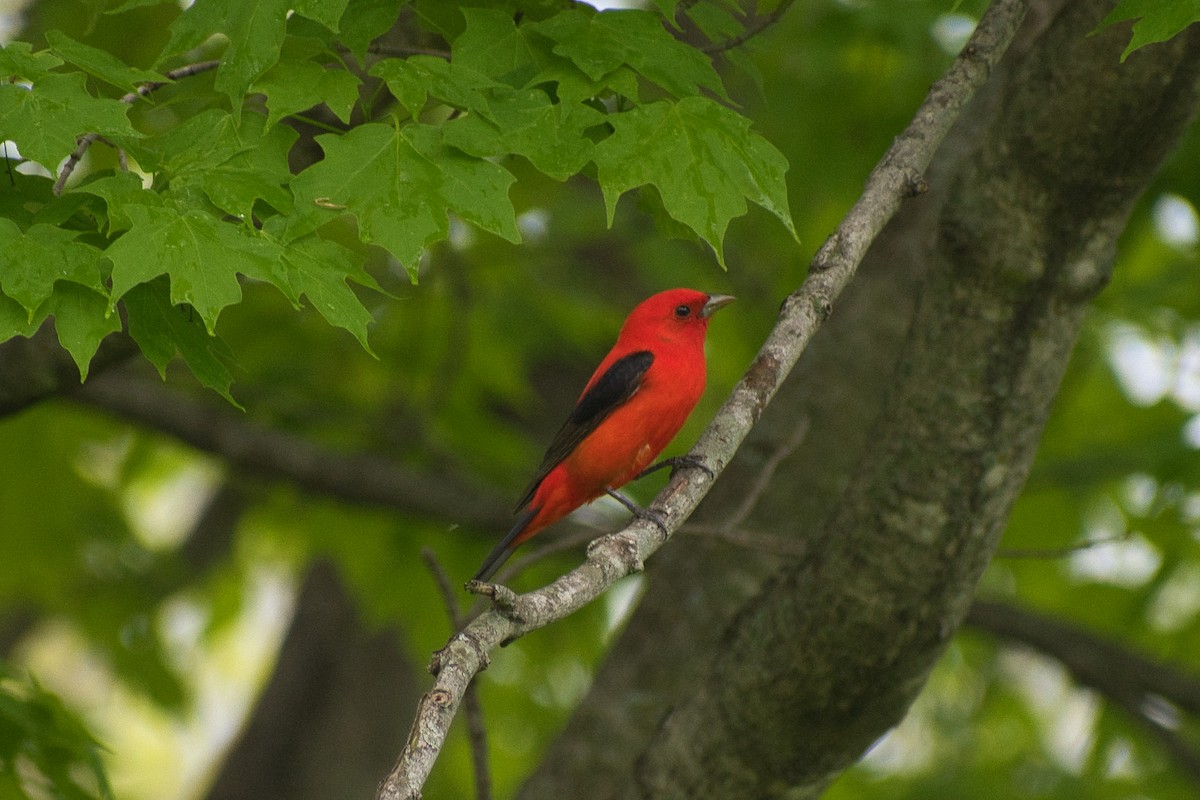 Scarlet Tanager - ML450791641