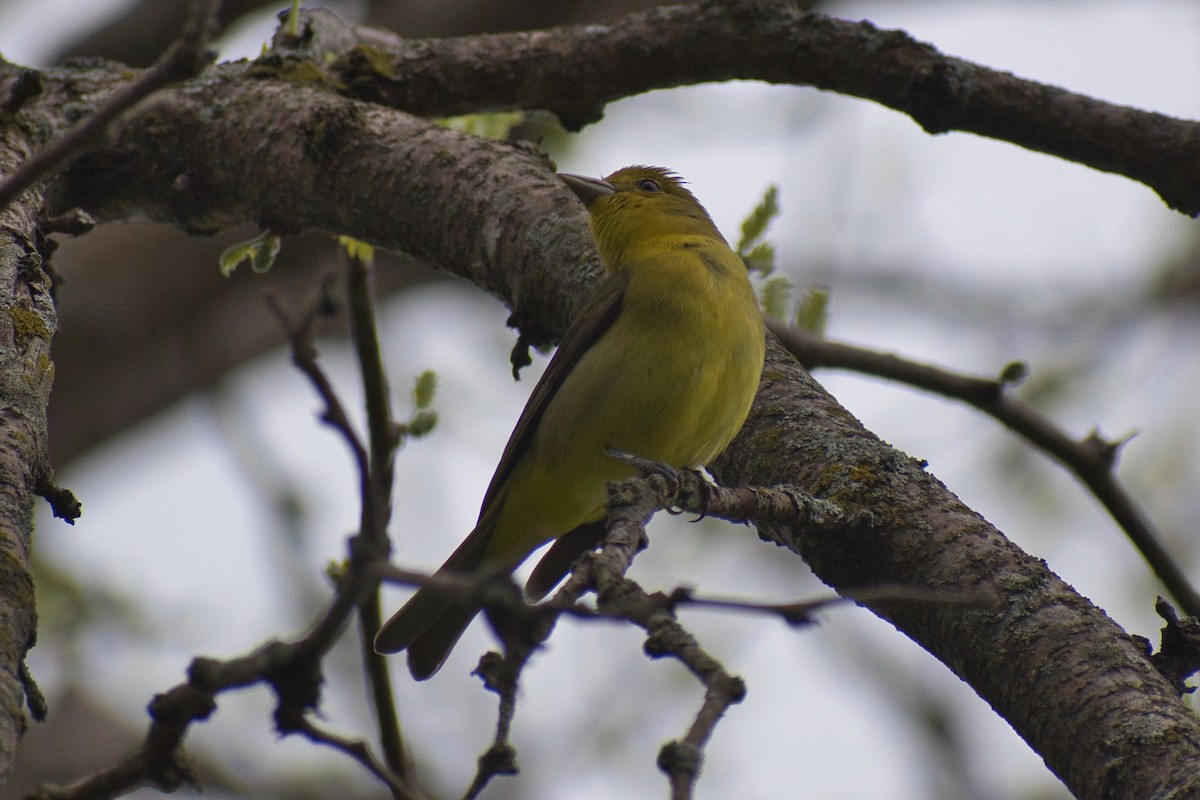 Scarlet Tanager - ML450791651