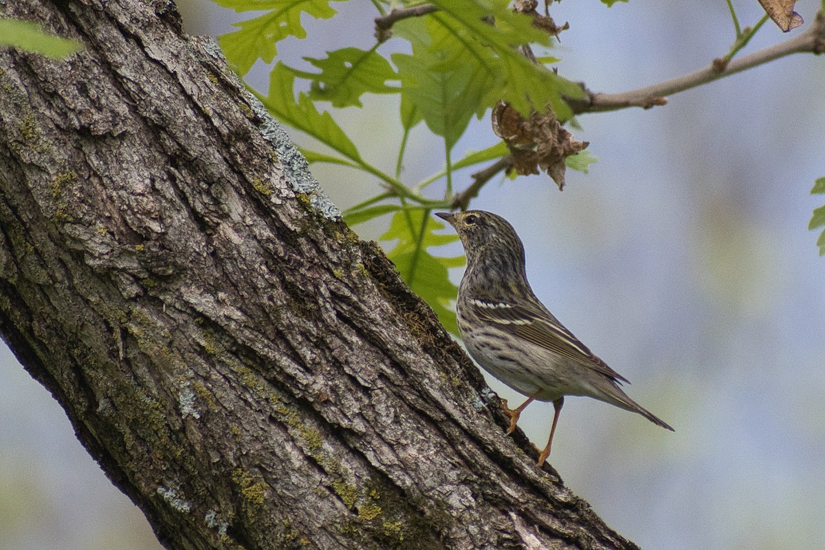 Blackpoll Warbler - Paul Prappas