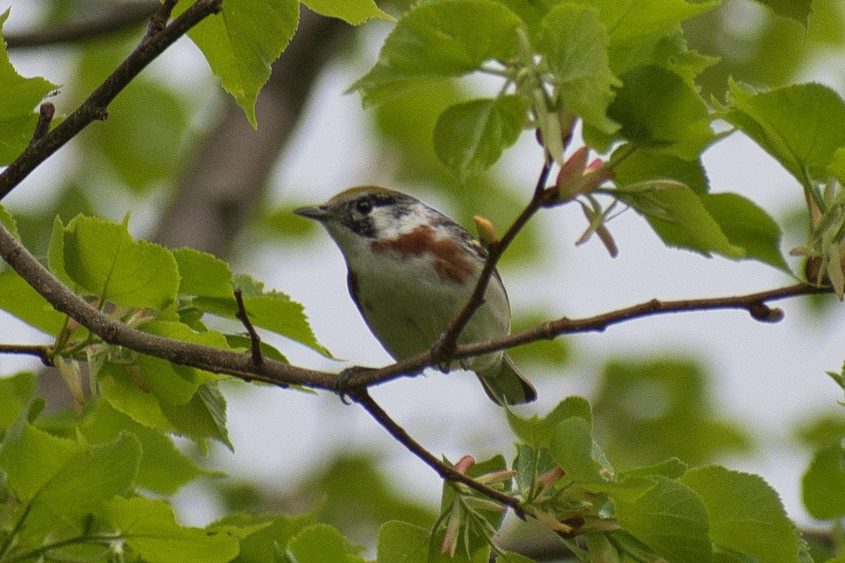 Chestnut-sided Warbler - ML450791711