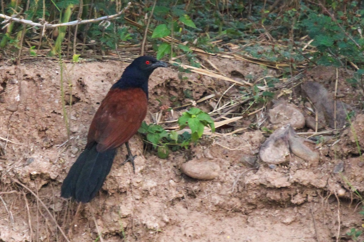 Greater Coucal - ML450792211