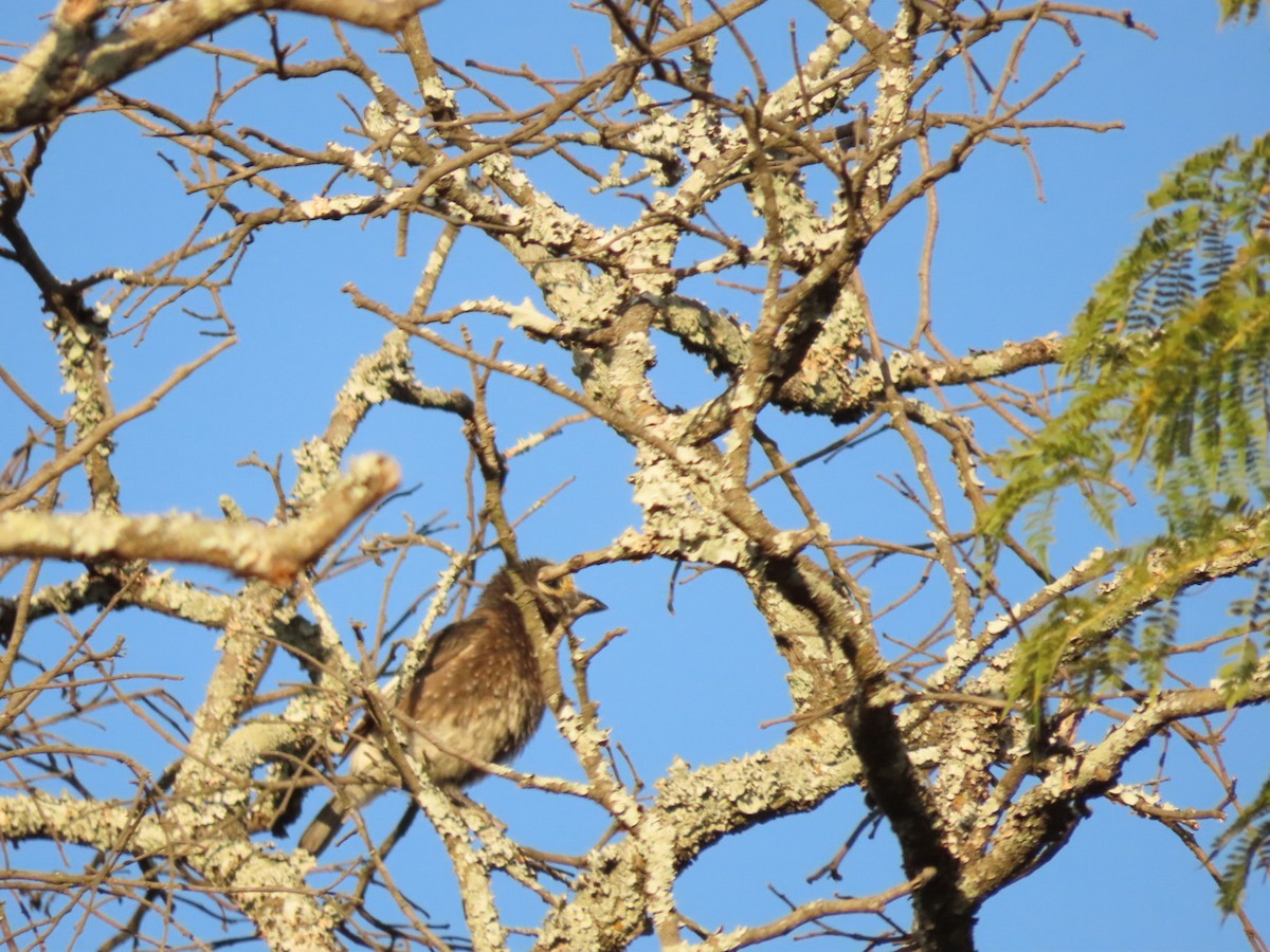 Whyte's Barbet - ML450792351