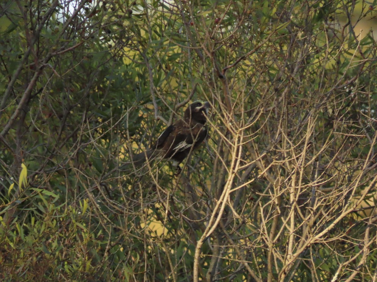 Whyte's Barbet - ML450792431