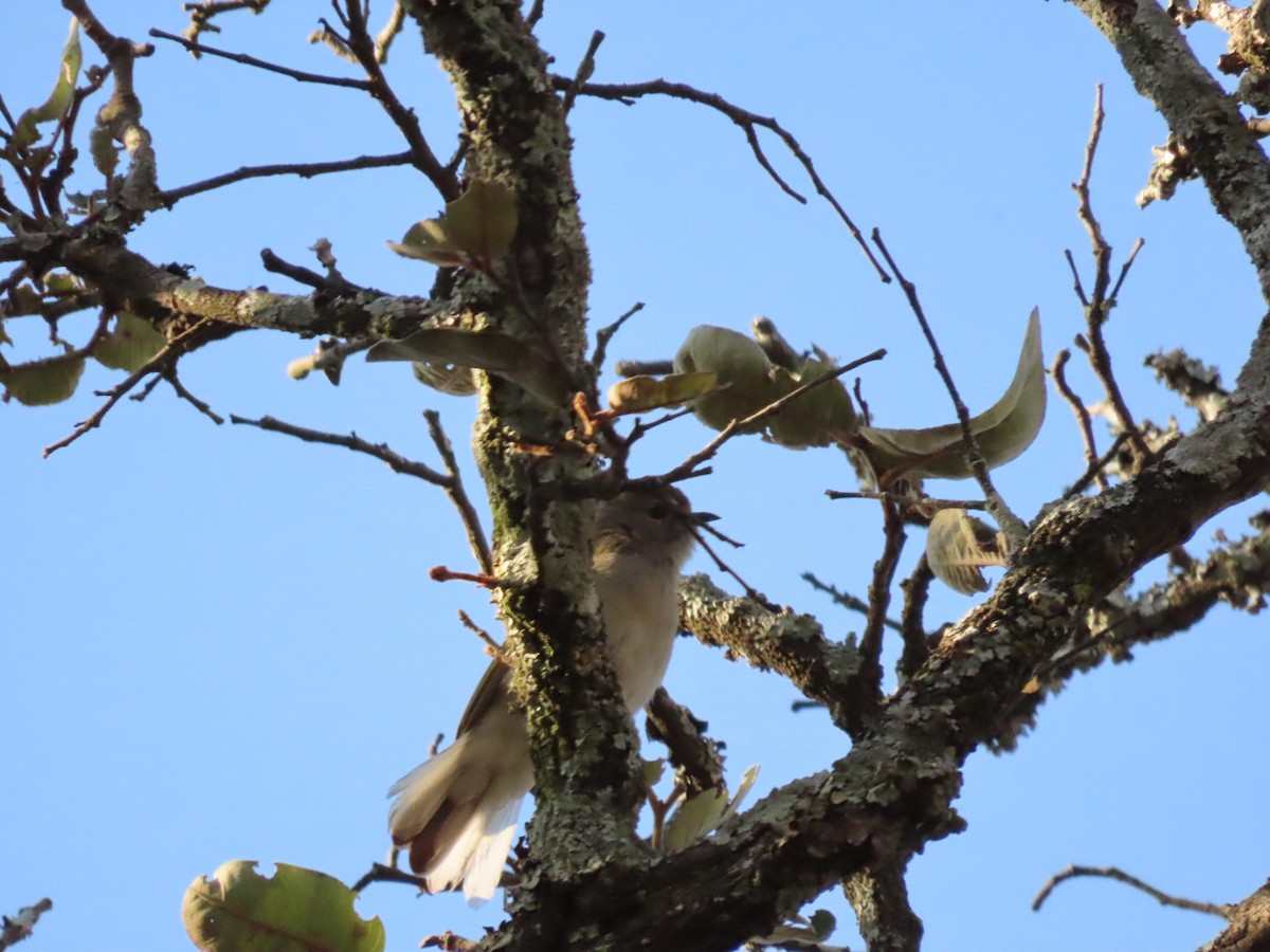 Green-backed Honeyguide - Lloyd Nelson