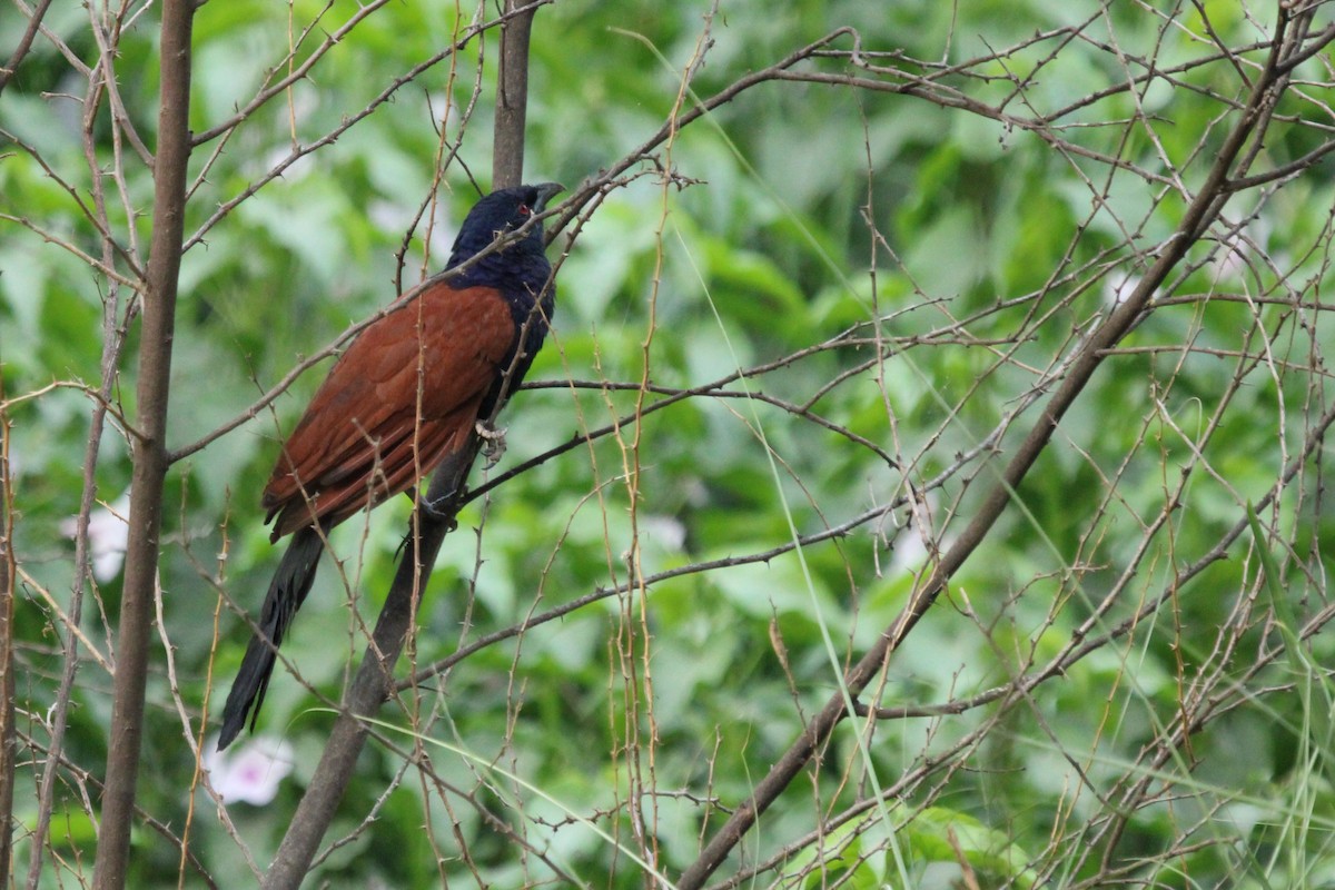 Greater Coucal - ML450792731