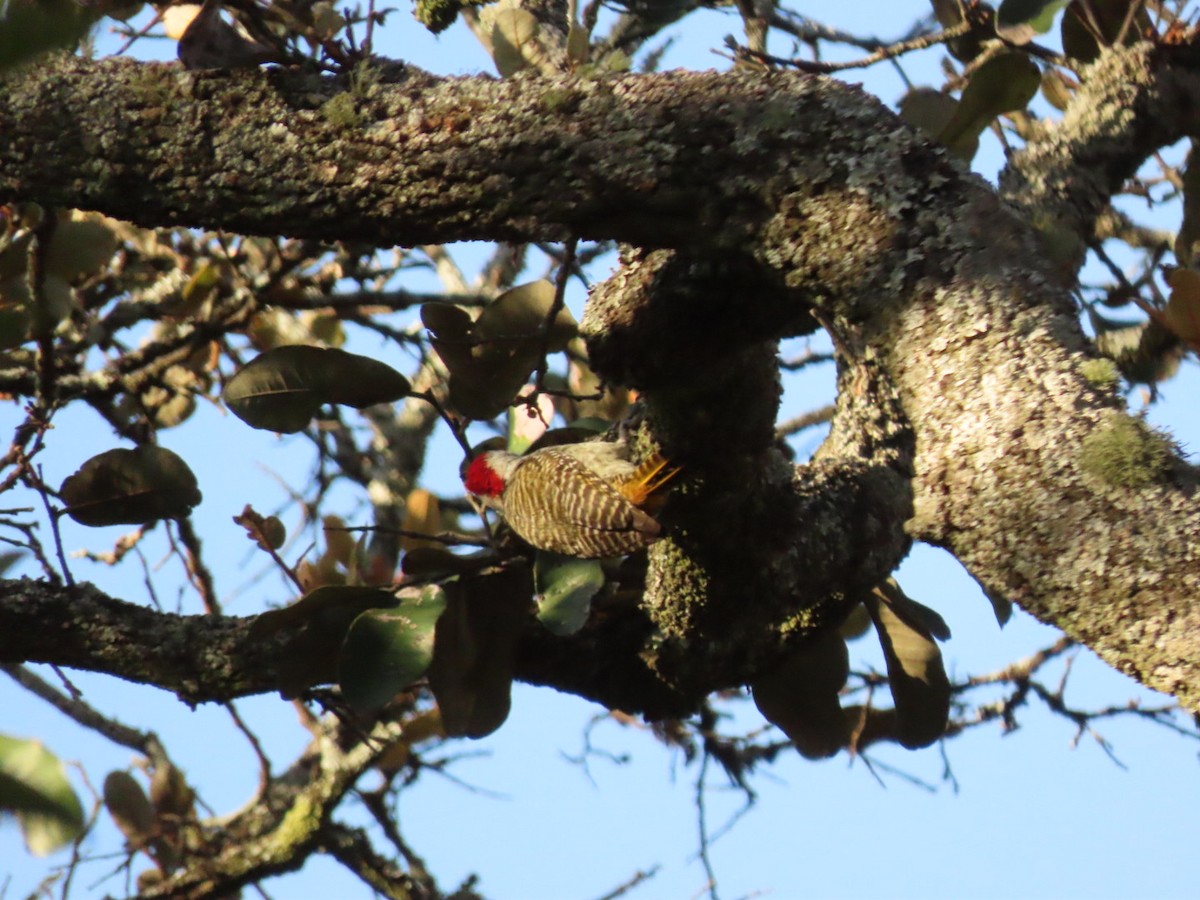 Cardinal Woodpecker - Lloyd Nelson