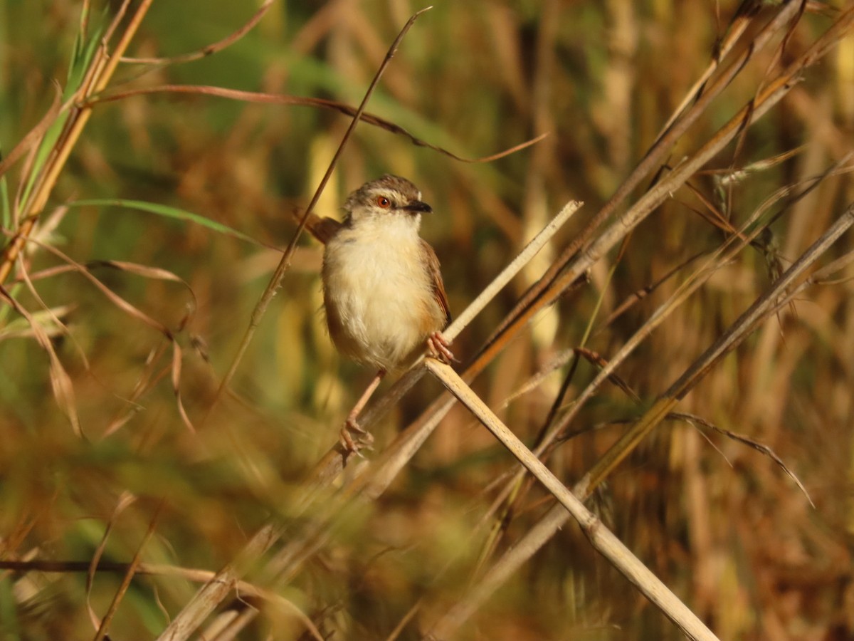 Tawny-flanked Prinia - ML450793341