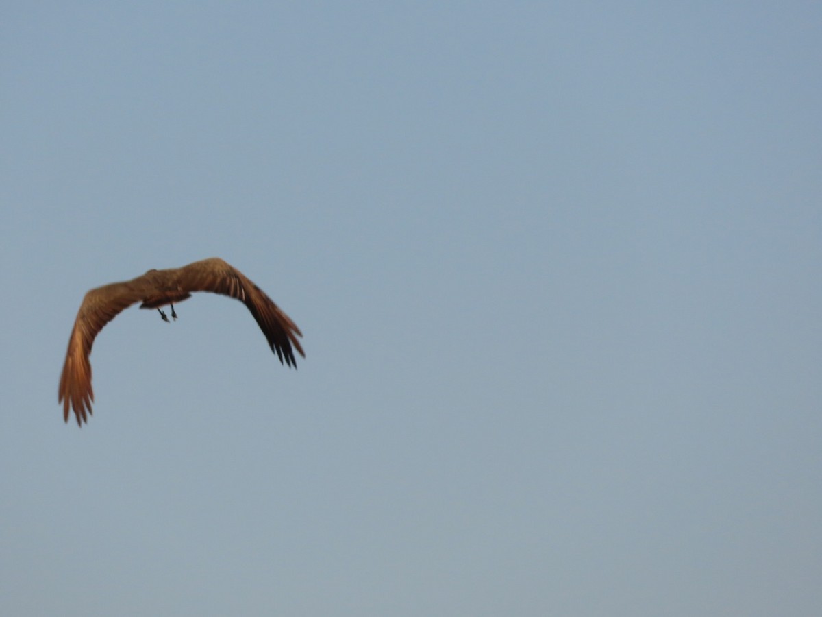 Hamerkop - ML450795091