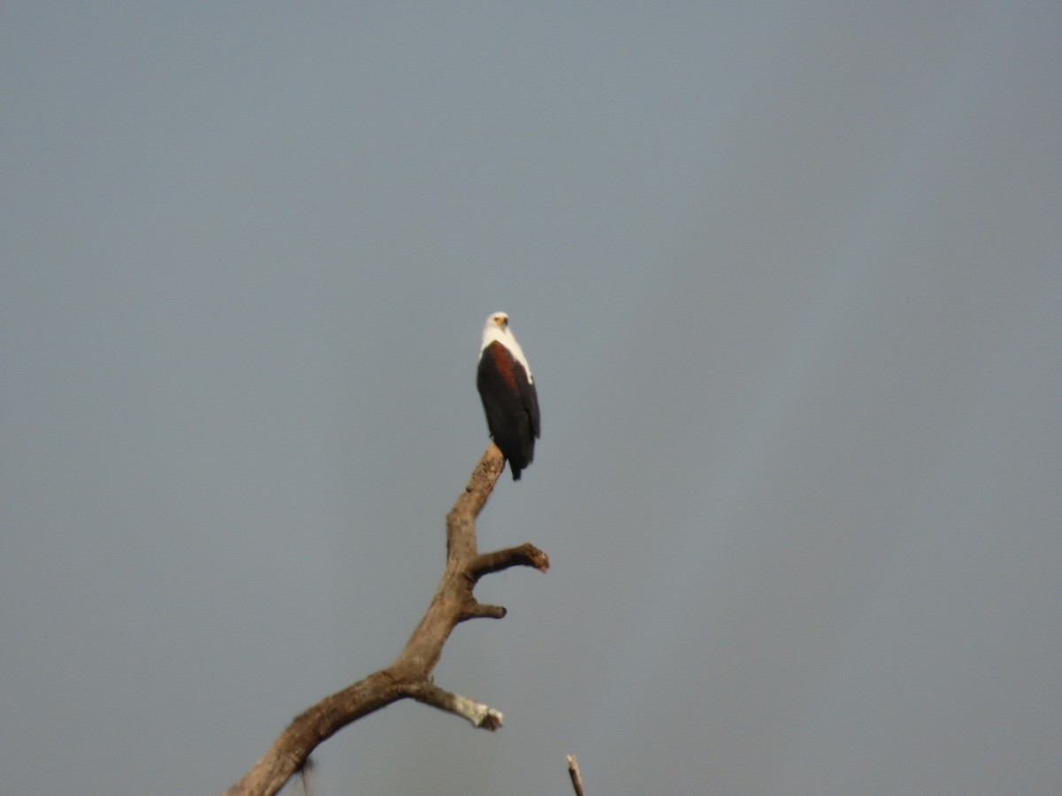 African Fish-Eagle - Lloyd Nelson