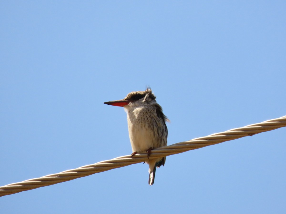 Striped Kingfisher - ML450795421