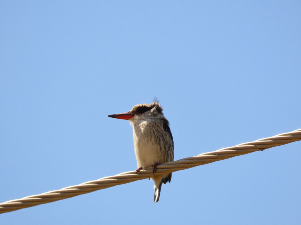 Striped Kingfisher - ML450795611