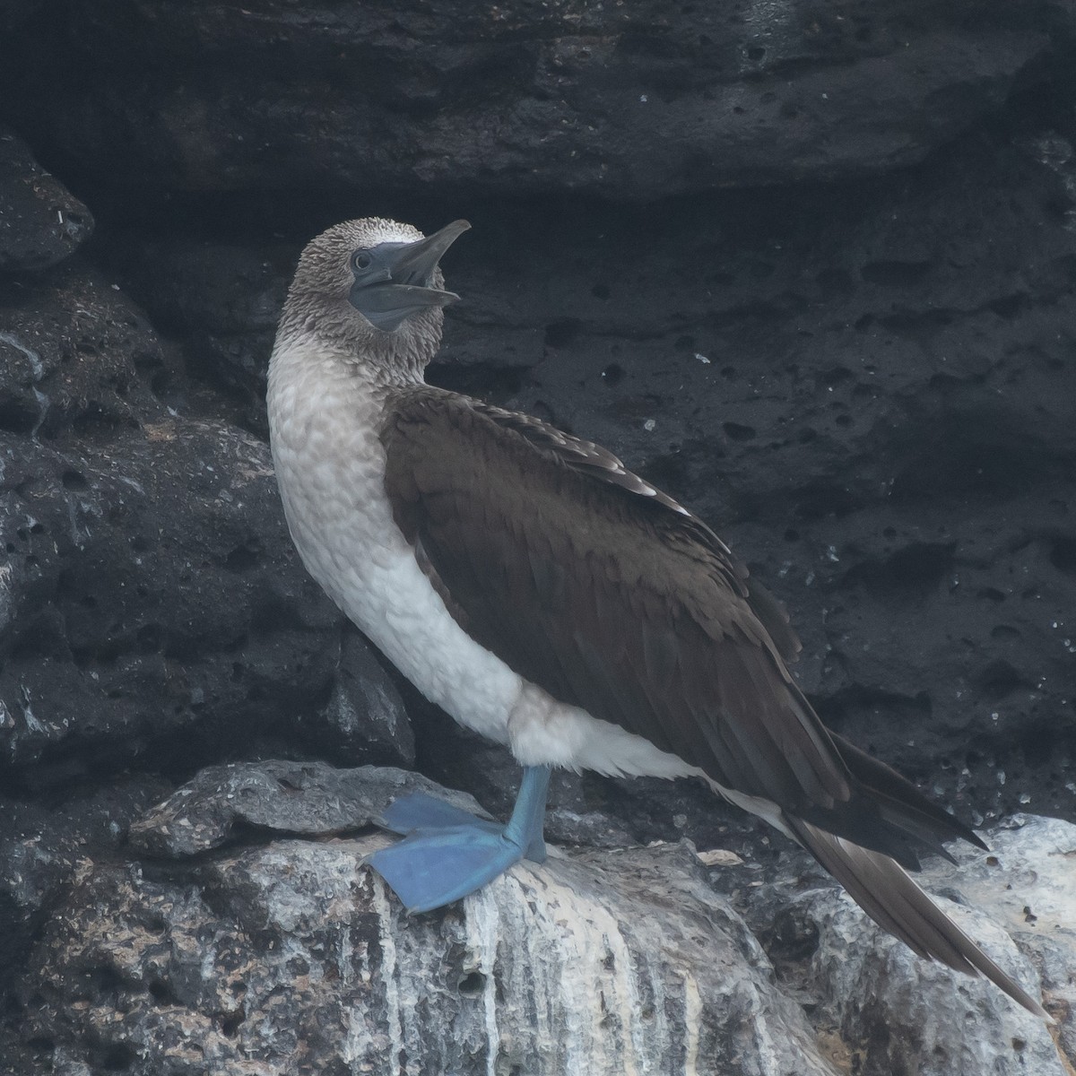 Blue-footed Booby - Gordon Karre