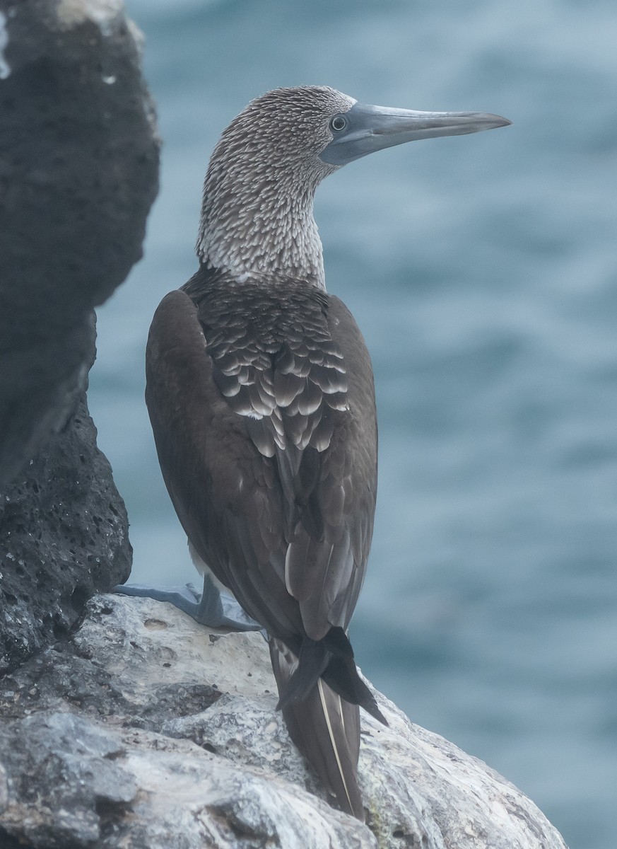 Blue-footed Booby - ML450796221