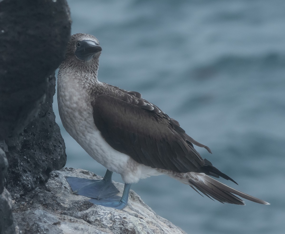 Blue-footed Booby - ML450796231