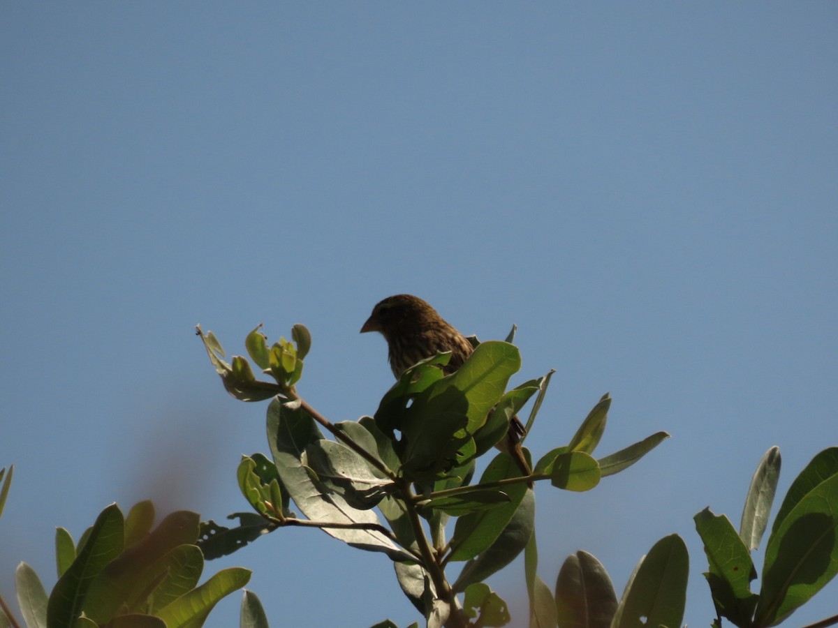 Southern Red Bishop - Lloyd Nelson