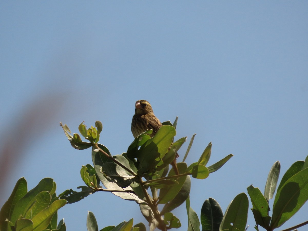 Southern Red Bishop - Lloyd Nelson