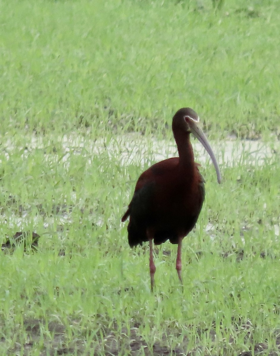 White-faced Ibis - ML450796841