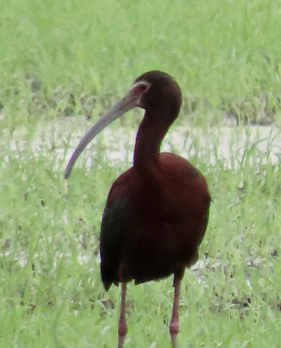 ibis americký - ML450796851